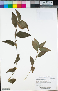 Tradescantia fluminensis image