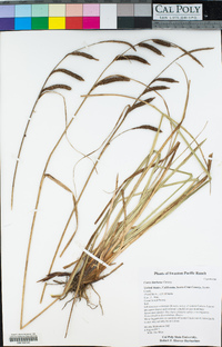 Carex barbarae image