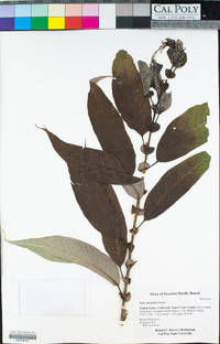 Salix lasiandra image