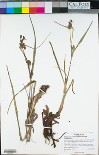 Tradescantia occidentalis image