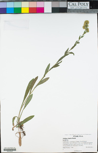 Solidago simplex image