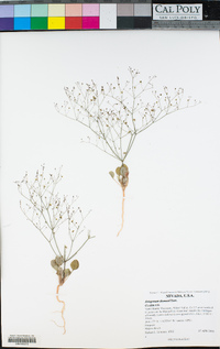 Eriogonum thomasii image