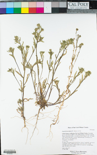 Layia hieracioides image