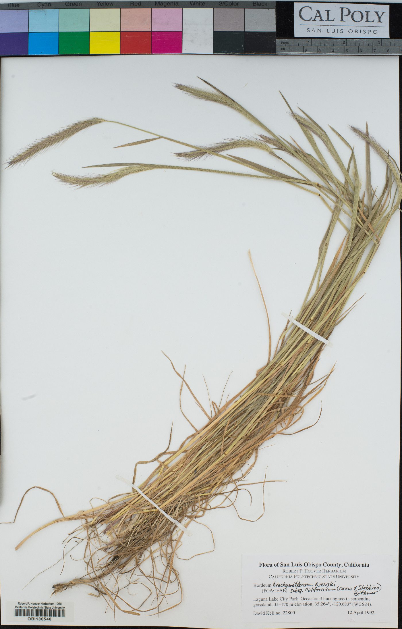 Hordeum brachyantherum subsp. californicum image