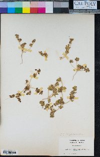 Gilmania luteola image