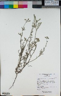 Cryptantha muricata var. muricata image