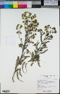 Emmenanthe penduliflora image