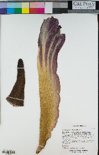 Amorphophallus titanum image