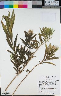 Baccharis salicifolia subsp. salicifolia image