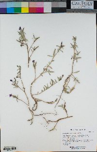 Clarkia prostrata image