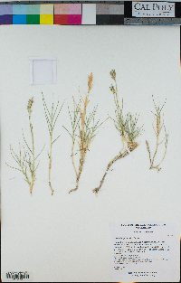 Distichlis spicata image