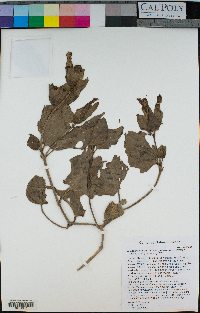 Mirabilis multiflora image