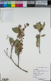 Quercus agrifolia image