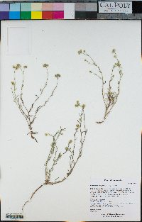 Cryptantha oxygona image