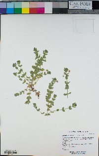 Lysimachia arvensis image