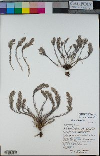 Castilleja nana image