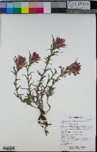 Castilleja applegatei image