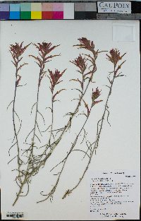 Castilleja linariifolia image