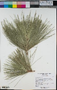 Pinus canariensis image