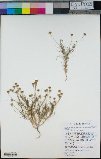 Thymophylla pentachaeta var. belenidium image