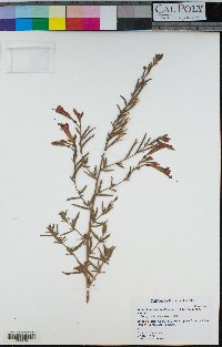 Epilobium canum image