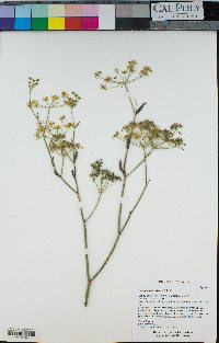 Foeniculum vulgare image