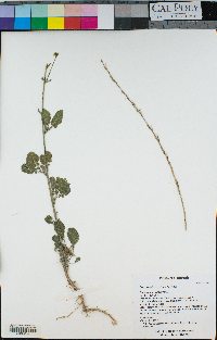 Brassica nigra image