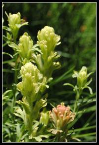 Image of Castilleja praeterita