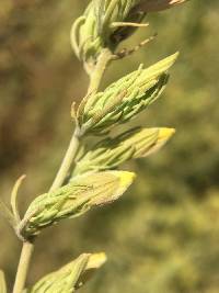 Image of Cordylanthus ramosus