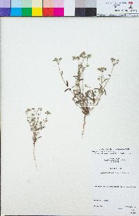 Cryptantha oxygona image