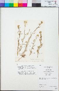 Cryptantha hispidissima image