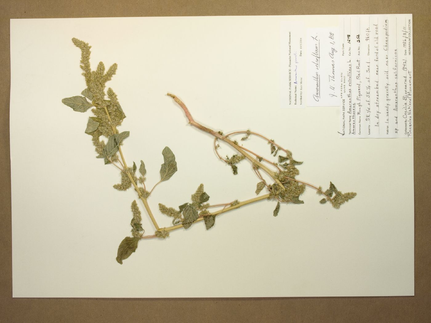 Amaranthus retroflexus image