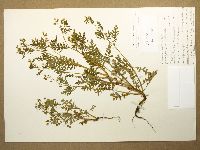 Eucrypta chrysanthemifolia image