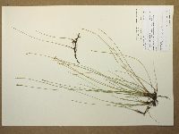 Eleocharis montevidensis image