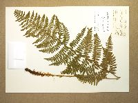 Dryopteris arguta image