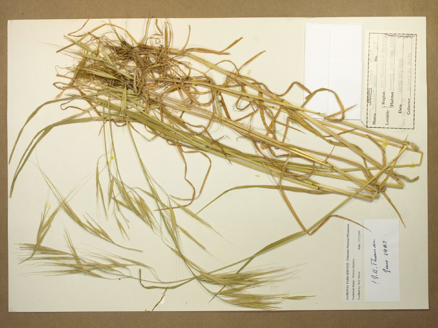 Bromus diandrus image