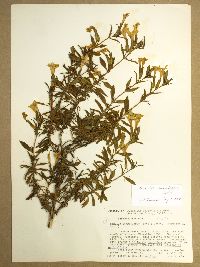 Erythranthe guttata image