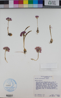 Allium siskiyouense image