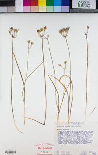 Triteleia crocea image