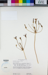 Brodiaea elegans image