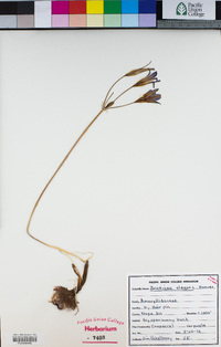 Brodiaea elegans image