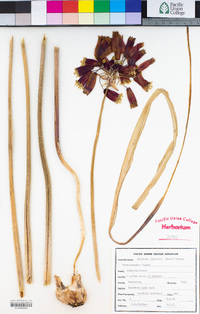 Dichelostemma ida-maia image