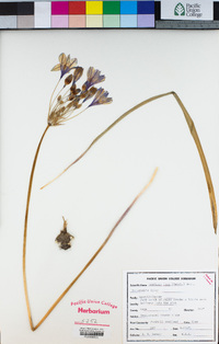 Triteleia laxa image