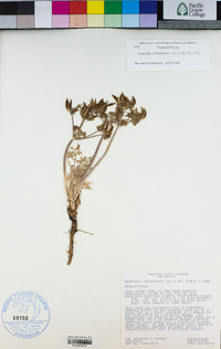 Lomatium macrocarpum image