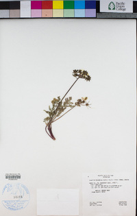 Lomatium nevadense image