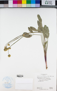 Lomatium nudicaule image