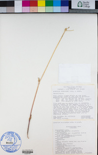 Lomatium peckianum image