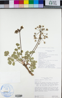 Lomatium repostum image