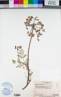 Lomatium utriculatum image