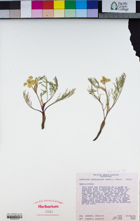 Lomatium utriculatum image